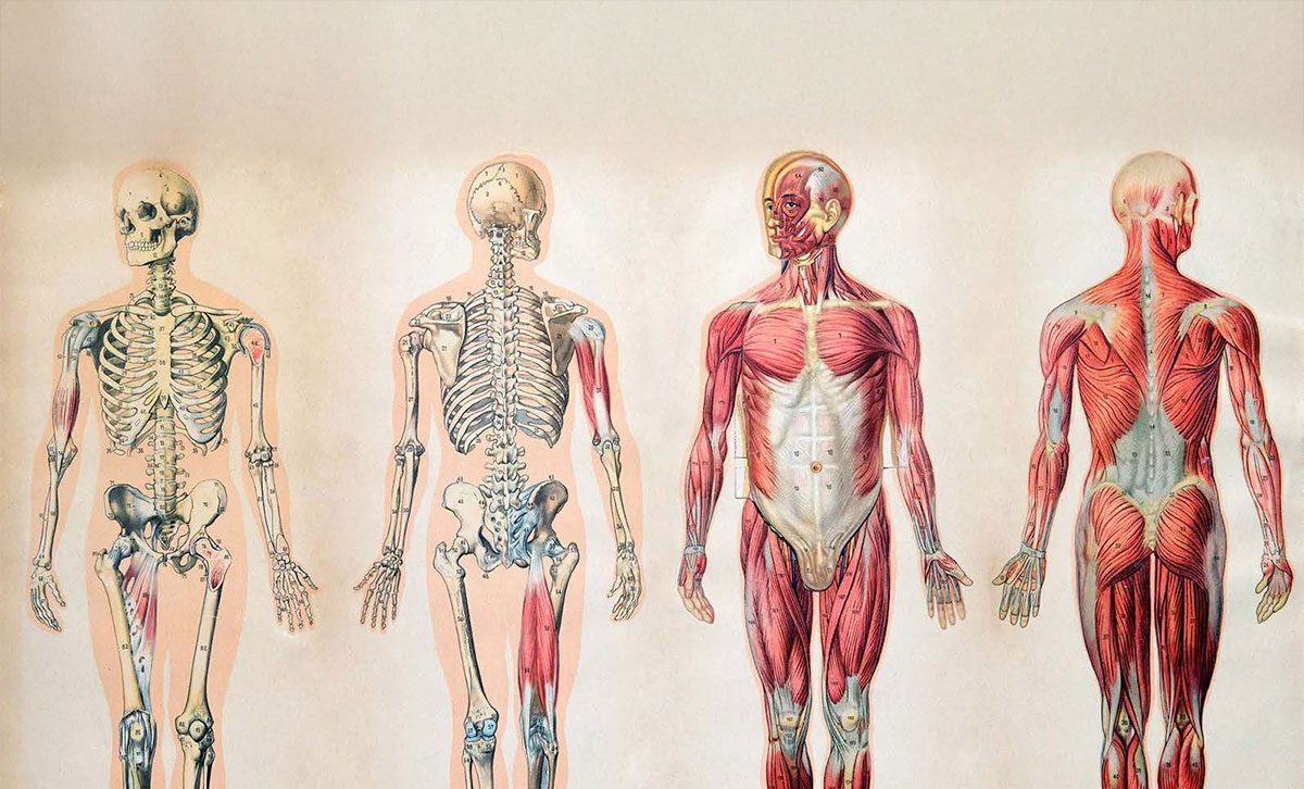 Mark T. Nielsen Endowed Scholarship in Human Anatomy